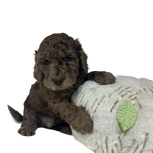 77EC7B43-2D94-4394-BE9B-7BDF9D4BB08C